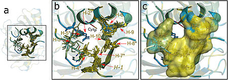 Figure 2. Hydrophobic collar (HC) surrounding the active site of Ohrs. Image from Meireles et al. 2022