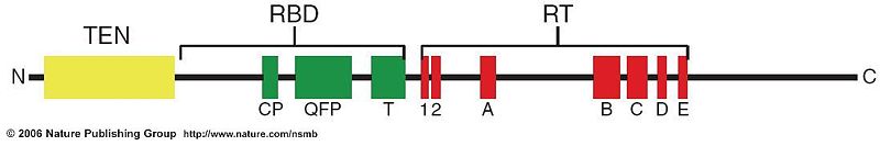 Image:TERT diagram.jpg