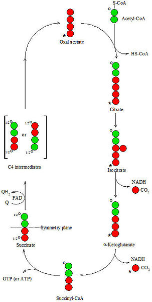 Image:Way carbon.jpg