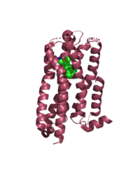 B. 5HT2A (6WHA) - class A GPCR