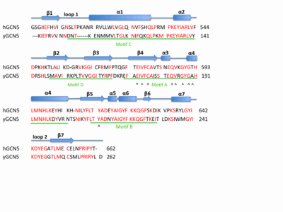 Sequence alignment of human and yeast GCN5 HAT domain. Motif A-D corresponding to sequence motifs common to GNATs are underlined in green. Amino acid residues involved in hydrogen bonding with AcCoA are marked with ^.  The Glutamic acid involved in catalysis is highlighted with *.