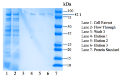 Figure 7: SDS-PAGE gel. Bands are present in elution lanes at 87.1 kDa.