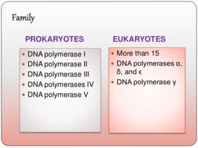 משפחת פולימראזות