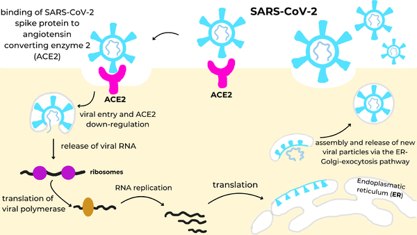 SARS-CoV-2 infection cycle: the viral spike protein (cyan) binds to the ACE2 receptor (magenta) on the cell surface, triggering endocytosis and ACE2 down-regulation, release of viral RNA into the cytosol, translation of the viral polymerase and genome replication, synthesis of structural proteins in the endoplasmic reticulum (ER), and assembly and release of new virions via the ER-Golgi-exocytosis pathway.