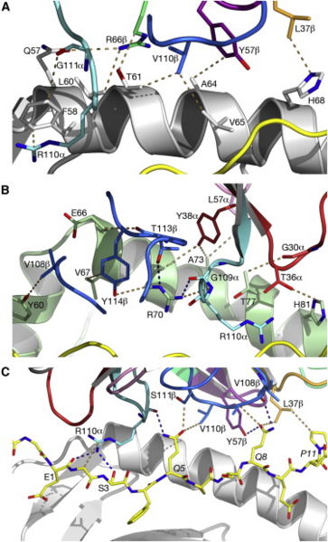 Image:Ligation binding.jpeg