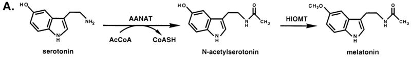 Image:Melationin synthesis.jpg