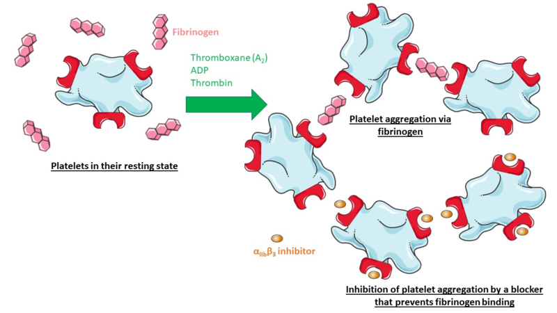 Image:Plateletsclotting2vdl.png