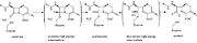 Class C β-lactamase general mechanism, showing covalently bound β-lactam antibiotic in intermidiate state.