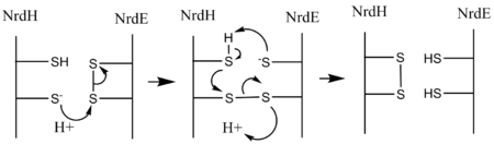 Figure 5. The passing of electrons from NrdH to NrdE via disulfide reduction. .