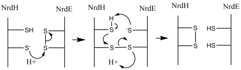 Image:NrdH-NrdE disulfide.png