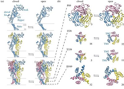 Open/closed ion channel of 9bqi. Adapted from North (2016).