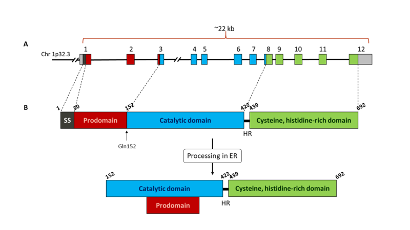 Image:PCSK9 domains.png