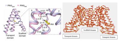 Figure 4:The local confirmation change observed between the structures of PIN3apo and PIN3IAA showing the change of state due to binding of IAA.Figure obtained from: Su, N., Zhu, A., Tao, X. et al. Structures and mechanisms of the Arabidopsis auxin transporter PIN3. Nature 609, 616–621 (2022).Figure 2I and an overall confirmation change observed in the transport domain created using Topmatch a protein structure comparison created by Wiederstein & Sippl (2020) Link: https://topmatch.services.came.sbg.ac.at/index_jsmol.html?query=7xxb&qname=7xxb&target=7wks&tname=7wks