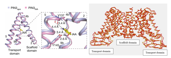 Figure 4:On the left, the local confirmation change observed between the structures of PIN3apo and PIN3IAA showing the change of state due to binding of IAA.Figure obtained from: Su, et. al.(2022)Figure 2I. On the right, an overall confirmation change observed in the transport domain created using TopMatch 