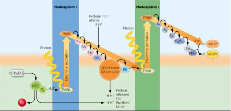 Image:PhotosynthesisStudio5.png