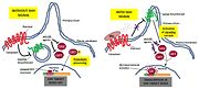 Figure 3. The Sonic hedgehog signaling pathway. In the absence of Shh, Patched inhibits Smo. Inhibition of Patched by Shh activates normal developmental processes. [Note: This figure is adapted from references  and .]