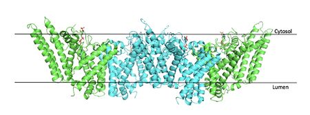 Figure 2. Tetramer unit of SOAT shown with membrane markers