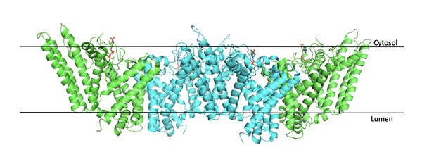 Figure #. Tetramer within the Membrane