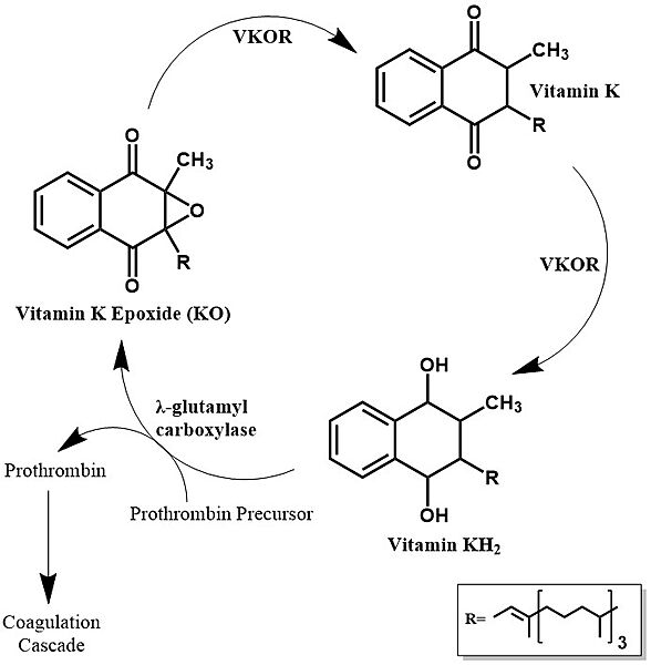 Image:Vitamin k cycle 5.jpg