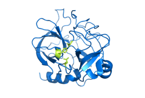 Chymotrypsin, an Enzyme which Cleaves Peptides through Hydrolysis