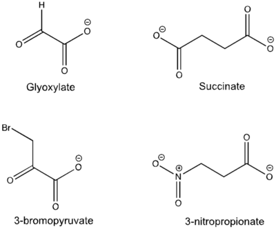 Figure 5: Substrate inhibitors of Isocitrate Lyase used to elucidate the first crystal structure of ICL.