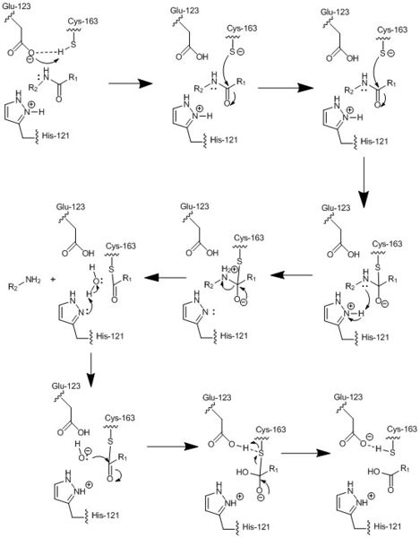 Image:The real caspase mechanism.jpg