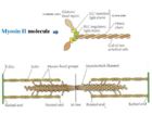 Actin and Myosin filaments interact in a structure called a sarcomere to contract muscles.