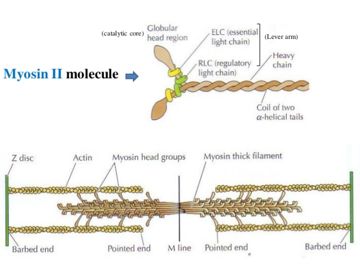Actin and Myosin filaments interact in a structure called a sarcomere to contract muscles.[1]
