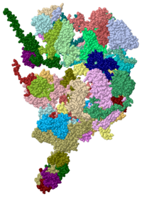 Crystal Structure of Ribosomal protein L42 (3izr, chain r)