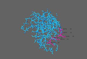 6 charged amino acids