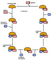 Catalytic pathway of the Ferredoxin-NAPD+ reductase (click to enlarge)