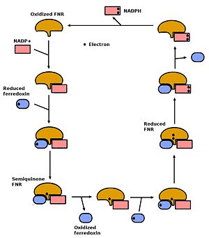 Catalytic pathway of the Ferredoxin-NAPD+ reductase