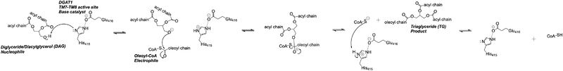 Figure 2: DGAT Mechanism