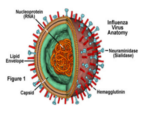 Figure1: schematic diagram of influenza virus depicting the structure of glycoproteins]