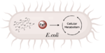 Figure 1. Iron transport and release for bacterial metabolic processes (Image created in BioRender.com).