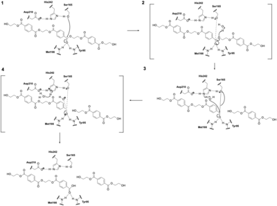 Figure I: RNase A Catalysis