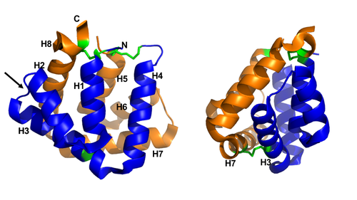 Figure 1. General structure of a Fel d 1 monomer, shown in two distinct orientations, rotated 90° about the vertical axis. (Source: PyMOL 2.5.2)