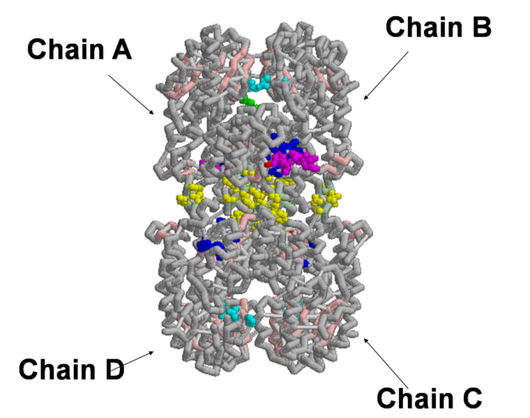 Image:Picture1- candida2.png