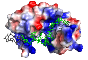 Figure 2. Three-dimensional representation of Sex-lethal protein showing the electropositive binding pocket and the bound RNA ligand. Pre-mRNA residues binding to Sxl shown in green, non-binding residues shown in grey. Structure shown is PDB:1b7f. Image created in PyMol.