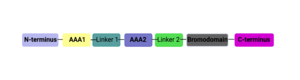 ATAD2B Domains