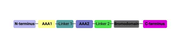 ATAD2B Domain Organization