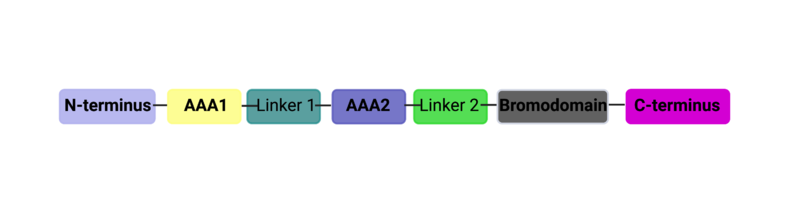 Image:4proteopediadomains.png