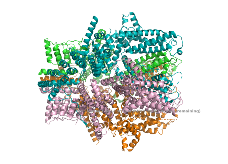 Image:Asymmetry (TRPC1 TRPC4 Stoichiometry) .png