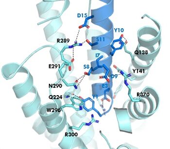 Figure 1. GIPR (light blue) and GIP (dark blue) residue interactions