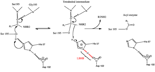 The LBHB-mediated General base Mechanism of serine proteases