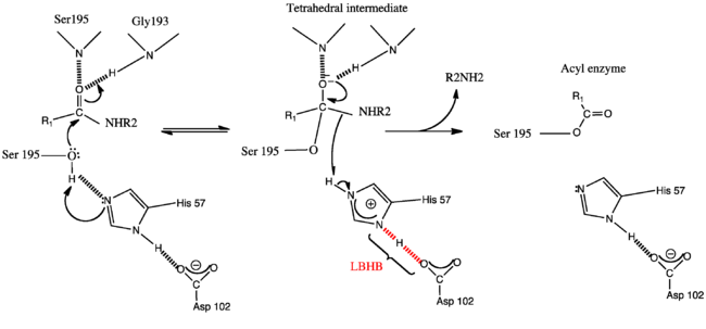 The LBHB-mediated General base Mechanism of serine proteases