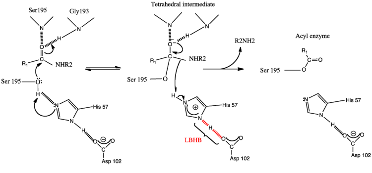 The LBHB-facilitated general base mechanism of serine proteases