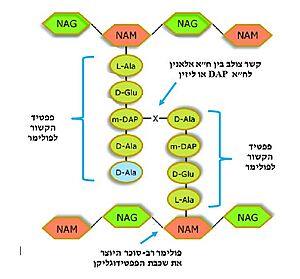 תמונה מס. 1: מבנה הפפטידוגליקן