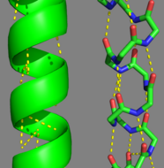 Tropomyosin Alpha Helices