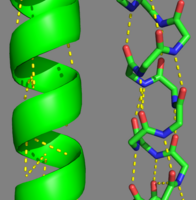 Tropomyosin Alpha Helices
